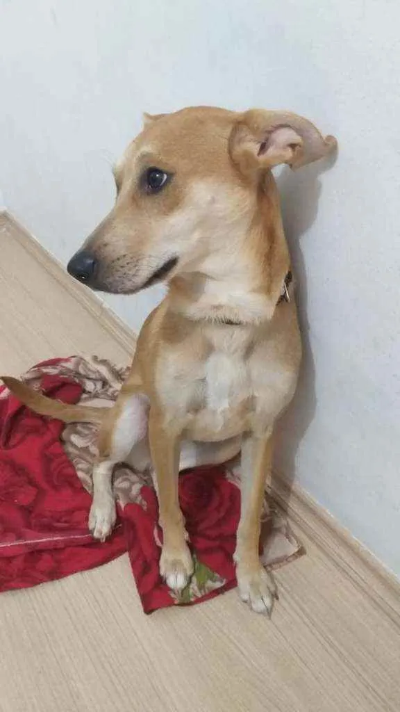 Cachorro raça  idade 7 a 11 meses nome KIARA