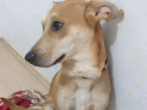 Cachorro raça  idade 7 a 11 meses nome KIARA