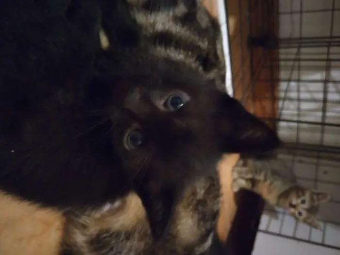 Gato ra a  idade Abaixo de 2 meses nome PRETINHO