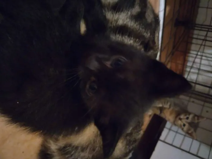 Gato ra a  idade Abaixo de 2 meses nome PRETINHO