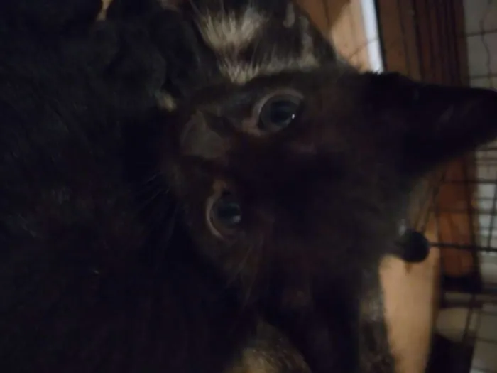 Gato ra a  idade Abaixo de 2 meses nome PRETINHO