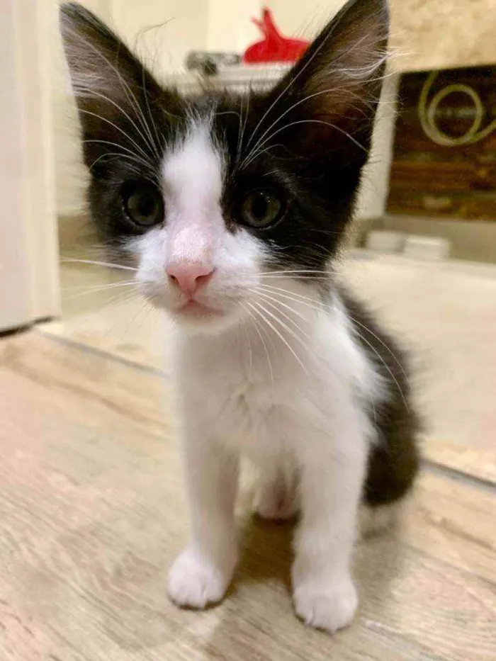 Gato ra a Srd  idade Abaixo de 2 meses nome Van e Gogh