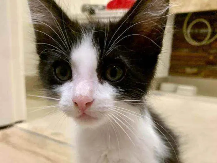 Gato ra a Srd  idade Abaixo de 2 meses nome Van e Gogh