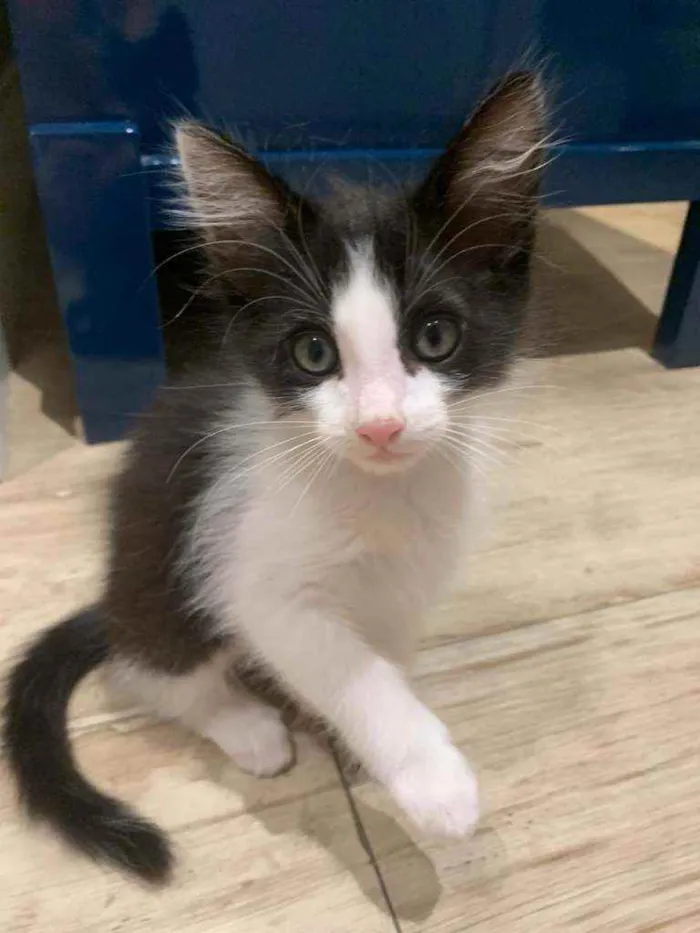 Gato ra a Srd  idade Abaixo de 2 meses nome Van e Gogh