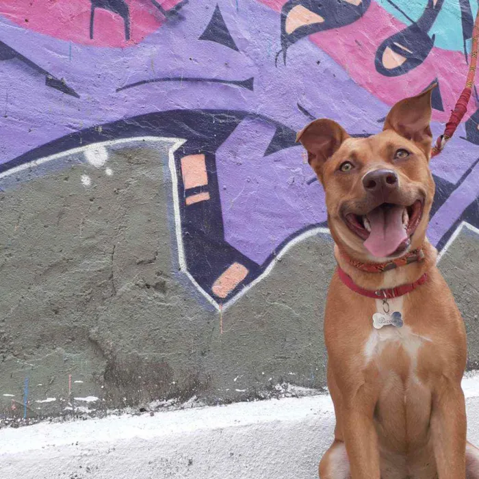 Cachorro raça Pitbull idade 1 ano nome July