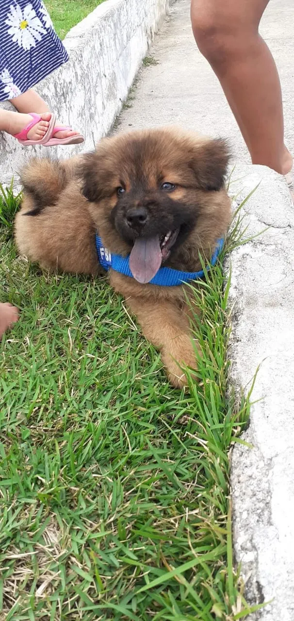 Cachorro raça Chow Chow  idade 2 a 6 meses nome Thor 