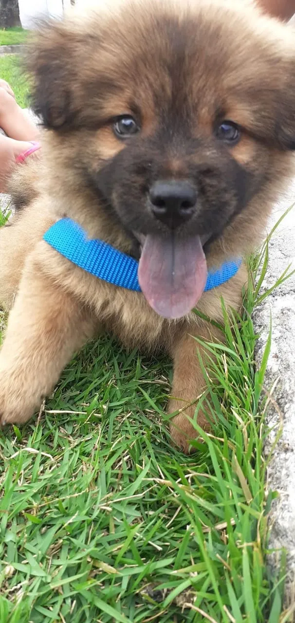 Cachorro raça Chow Chow  idade 2 a 6 meses nome Thor 