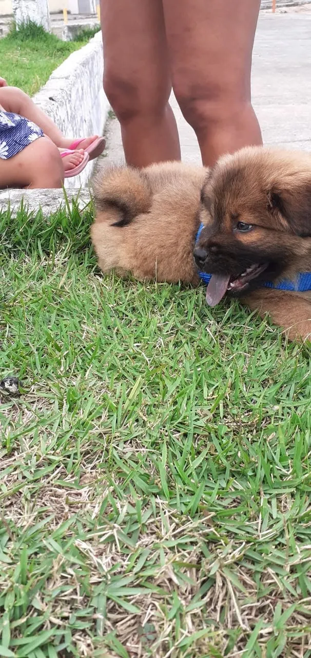 Cachorro raça Chow Chow  idade 2 a 6 meses nome Thor 