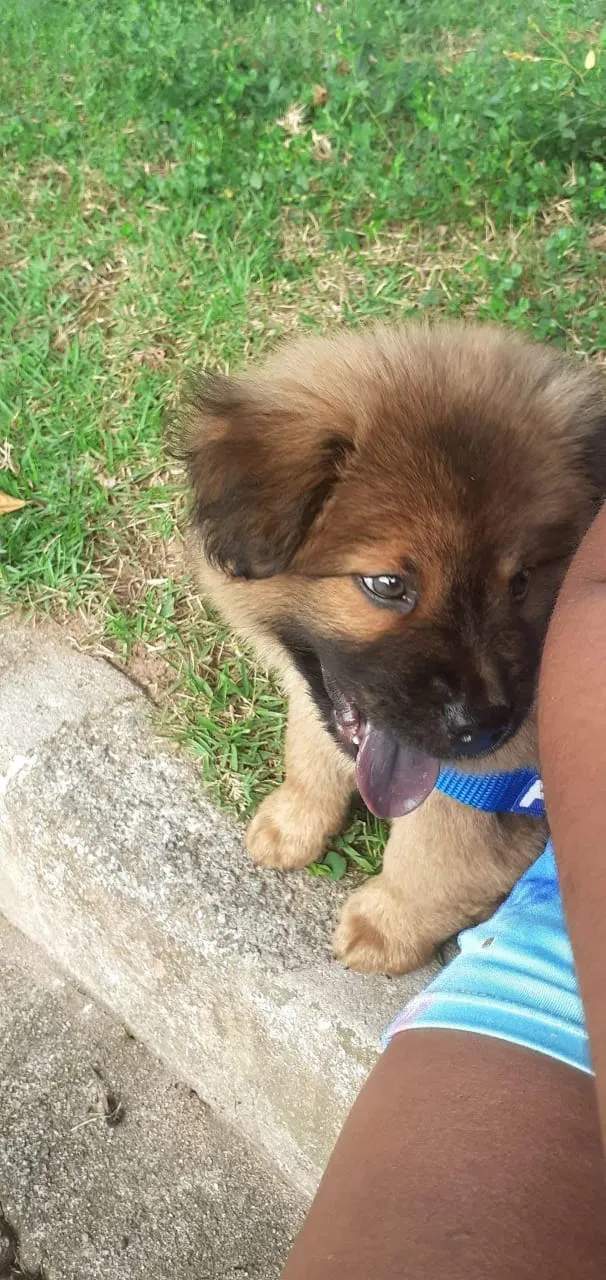 Cachorro raça Chow Chow  idade 2 a 6 meses nome Thor 