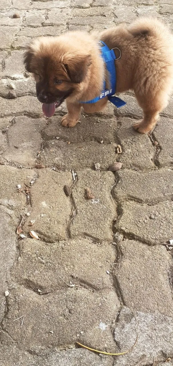 Cachorro raça Chow Chow  idade 2 a 6 meses nome Thor 