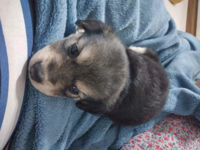Cachorro ra a Sem raça definida idade Abaixo de 2 meses nome Zoe