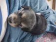 Zoe