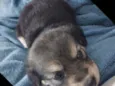 Zoe