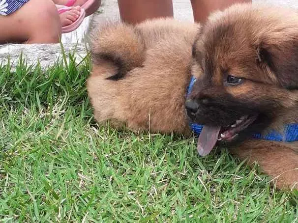 Cachorro raça Chow Chow  idade 2 a 6 meses nome Thor 