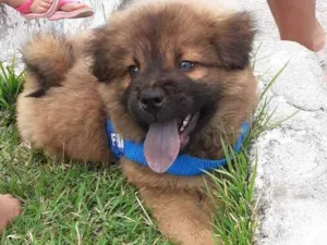 Cachorro raça Chow Chow  idade 2 a 6 meses nome Thor 