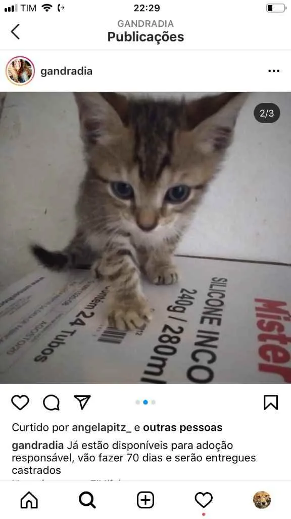 Gato ra a  idade 2 a 6 meses nome Não sei 