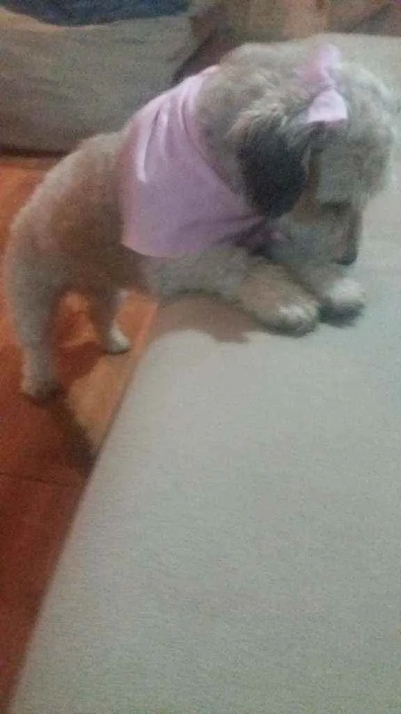 Cachorro ra a Poodle  idade 1 ano nome Luna