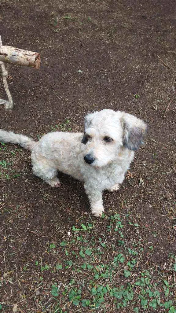 Cachorro ra a Poodle  idade 1 ano nome Luna