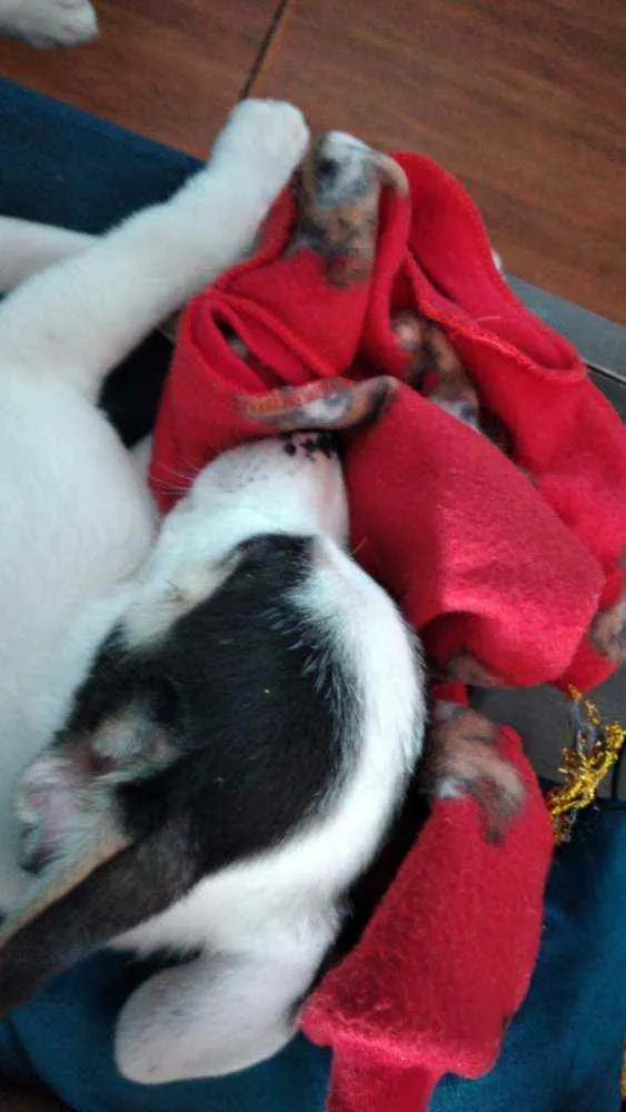 Cachorro ra a SRD idade 2 a 6 meses nome Bingo