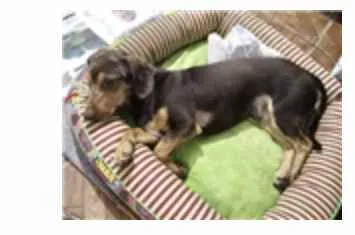 Cachorro ra a Mestiço  idade 1 ano nome Luke 