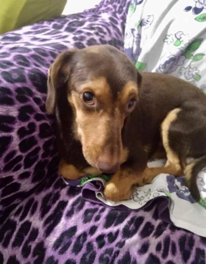 Cachorro ra a Mestiço  idade 1 ano nome Luke 
