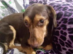 Cachorro raça Mestiço  idade 1 ano nome Luke 