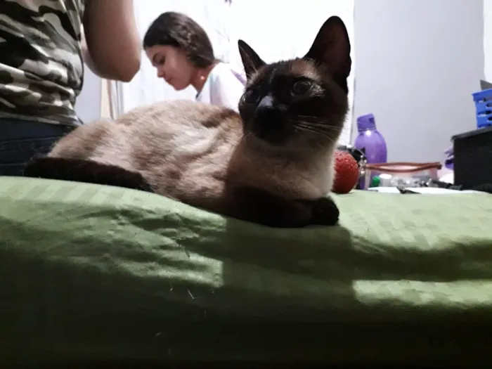 Gato ra a Siamês  idade 2 a 6 meses nome Sem nome