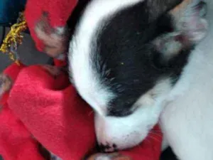 Cachorro raça SRD idade 2 a 6 meses nome Bingo