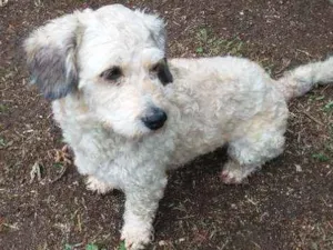Cachorro raça Poodle  idade 1 ano nome Luna