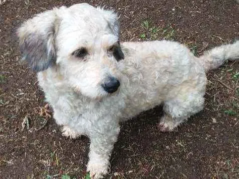 Cachorro ra a Poodle  idade 1 ano nome Luna