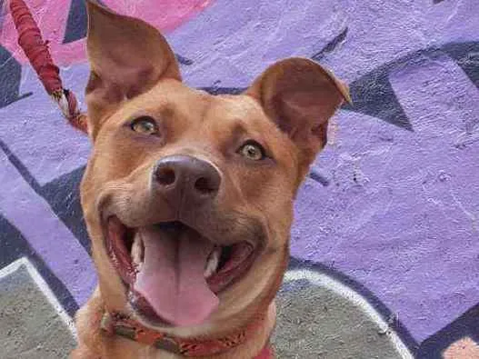 Cachorro raça Pitbull idade 1 ano nome July