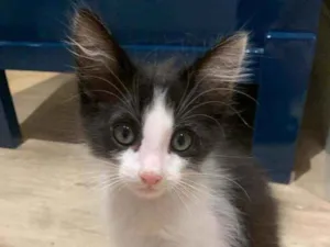 Gato raça Srd  idade Abaixo de 2 meses nome Van e Gogh
