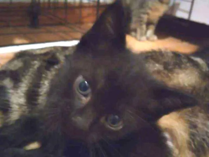 Gato ra a  idade Abaixo de 2 meses nome PRETINHO