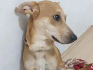 Cachorro raça  idade 7 a 11 meses nome KIARA