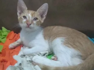 Gato raça Srd idade Abaixo de 2 meses nome Loirinho