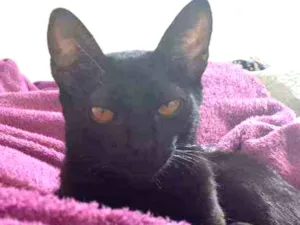 Gato raça SRD idade 7 a 11 meses nome -