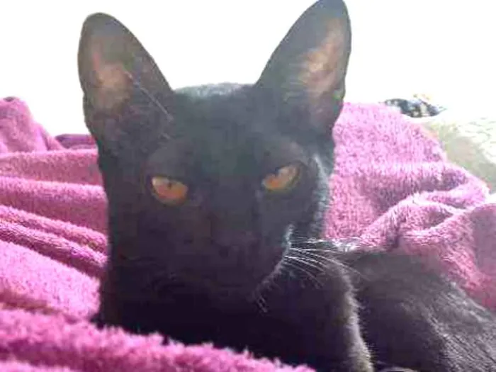 Gato ra a SRD idade 7 a 11 meses nome -