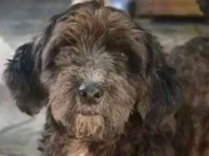 Cachorro raça SRD-ViraLata idade 3 anos nome ESTOPINHA