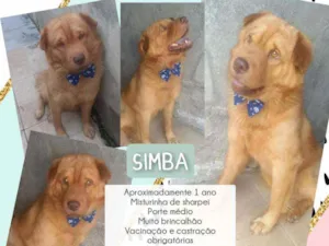 Cachorro raça Mix de Sharpei. SRD idade 1 ano nome Simba