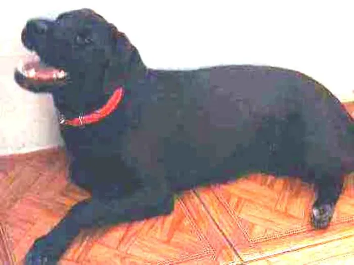 Cachorro ra a Labrador idade 7 a 11 meses nome Pantera