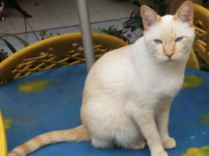 Gato ra a Sem Raça idade 3 anos nome Snow GRATIFICA