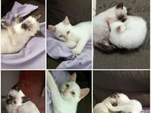 Gato raça  idade 2 a 6 meses nome Não tem