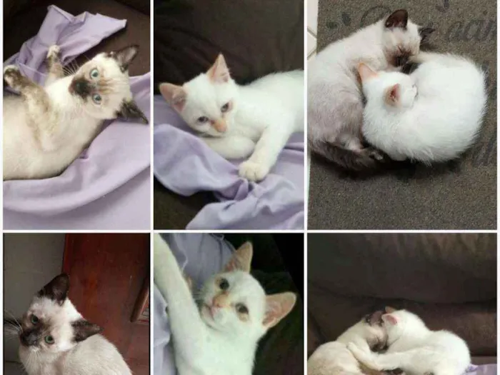 Gato ra a  idade 2 a 6 meses nome Não tem