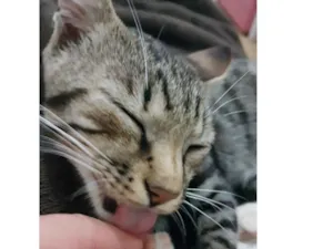 Gato raça RND idade 2 a 6 meses nome Maslow