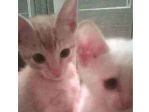 Gato raça SRD idade 2 a 6 meses nome --