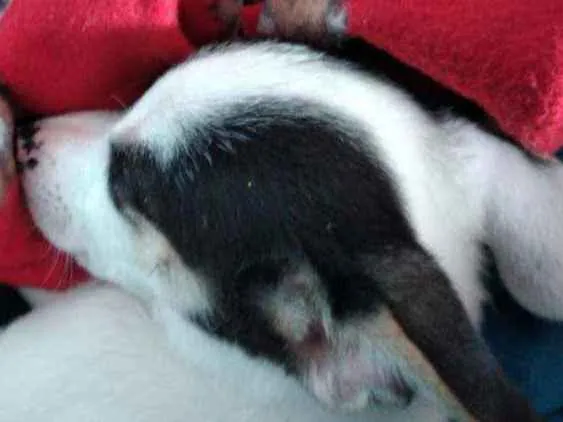 Cachorro ra a SRD idade 2 a 6 meses nome Bingo