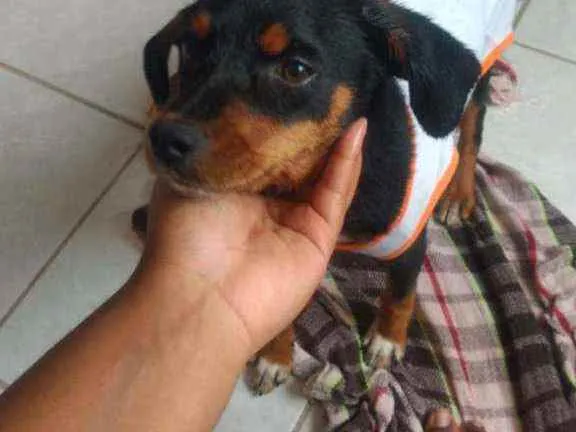 Cachorro ra a Srd idade 7 a 11 meses nome Kiara