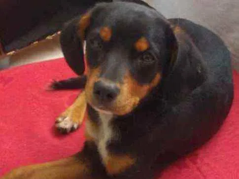 Cachorro ra a Srd idade 7 a 11 meses nome Kiara