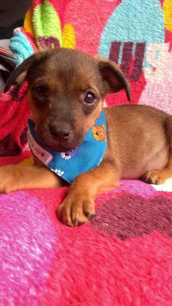 Cachorro raça SRD idade 2 a 6 meses nome Bum