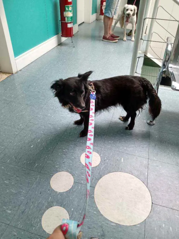 Cachorro ra a SRD idade 1 ano nome Margarida
